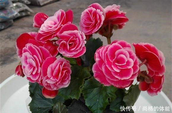 一到冬天就开挂，养在室内“疯狂”开花，花朵跟“玫瑰”一样漂亮！