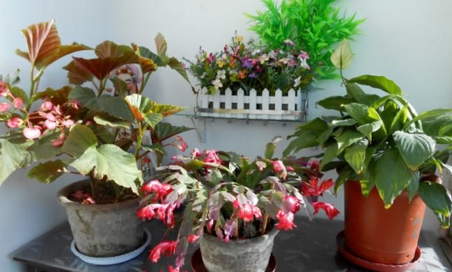 不为人熟知的养花秘诀：怎么合理使用红砖达到调节效果？