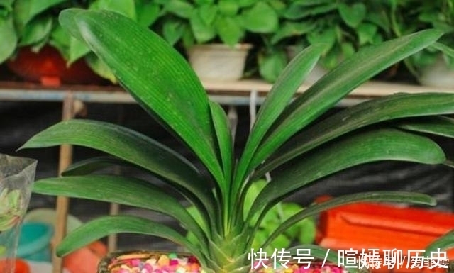 营养土|君子兰养了半年没变化,奶奶隔两天浇一勺“它”,开花爆盆