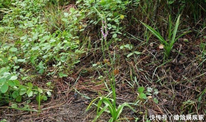 遇見(jiàn)|此物植物叫“參”卻不是人參,價(jià)值珍貴,遇見(jiàn)莫忽視