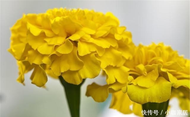 门前|适合门前种植的8种花卉,你喜欢哪种?