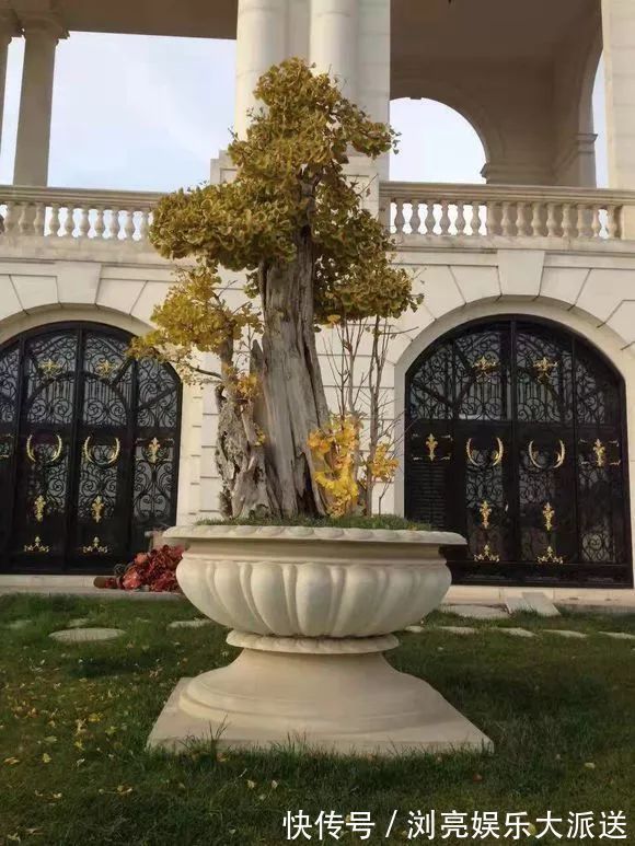 小苗|银杏还在买树上摘几粒种子丢盆里,洒点水,2周长成小苗!