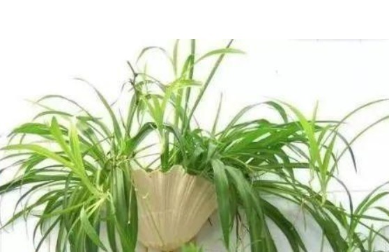 花都是被浇死的，一点不假，学点专业的，让家里的盆栽油光满面