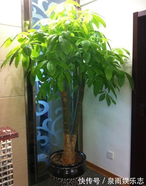 黄叶|家里养6种花,把水浇得勤快了,容易烂根、黄叶,需要当心