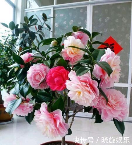 如果你在家里养这两朵花,炉子越小,每个人就越想养好“精品”