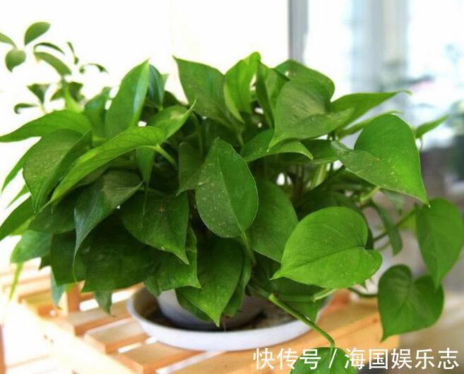 根部|绿萝什么时候浇水好选对3个“黄金时间”浇水,绿萝翠绿生长旺