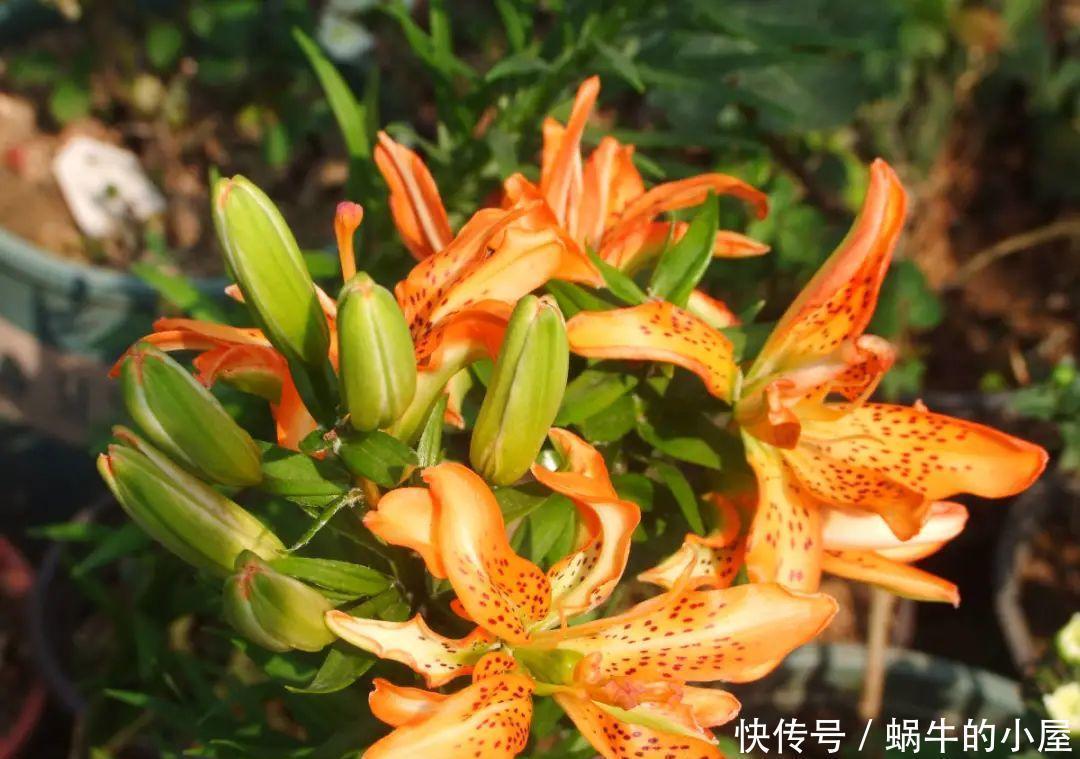 种花|7种花慎养,天一热就死,白花钱买罪受