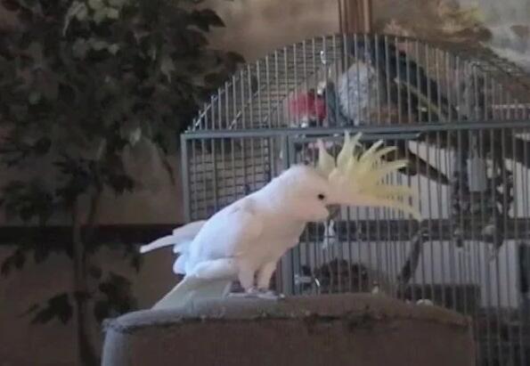 凤头鹦鹉随音乐起舞能做14个不同动作 快资讯