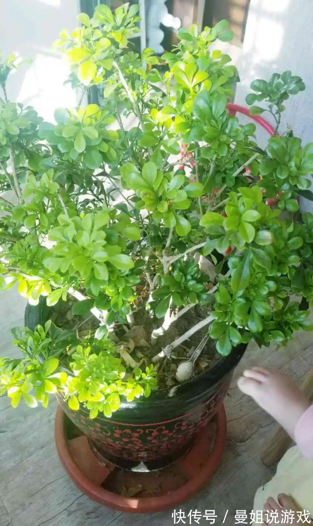 米兰这么养,疯狂冒新叶,开花香又多