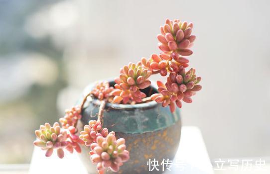 陶盆养多肉,得先去火气,否则上盆就死