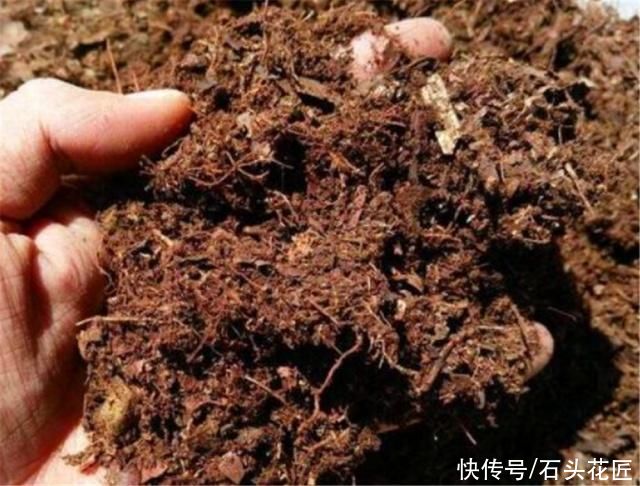 用“木屑”养花是宝贝，但是一定要提前做好“1步”，才能用