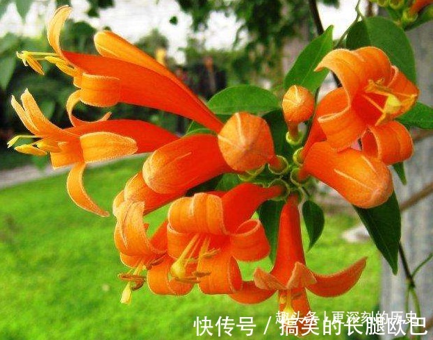 此花花姿别致，盛开时宛如火星似的炸成一片，寓意为祈祷安康