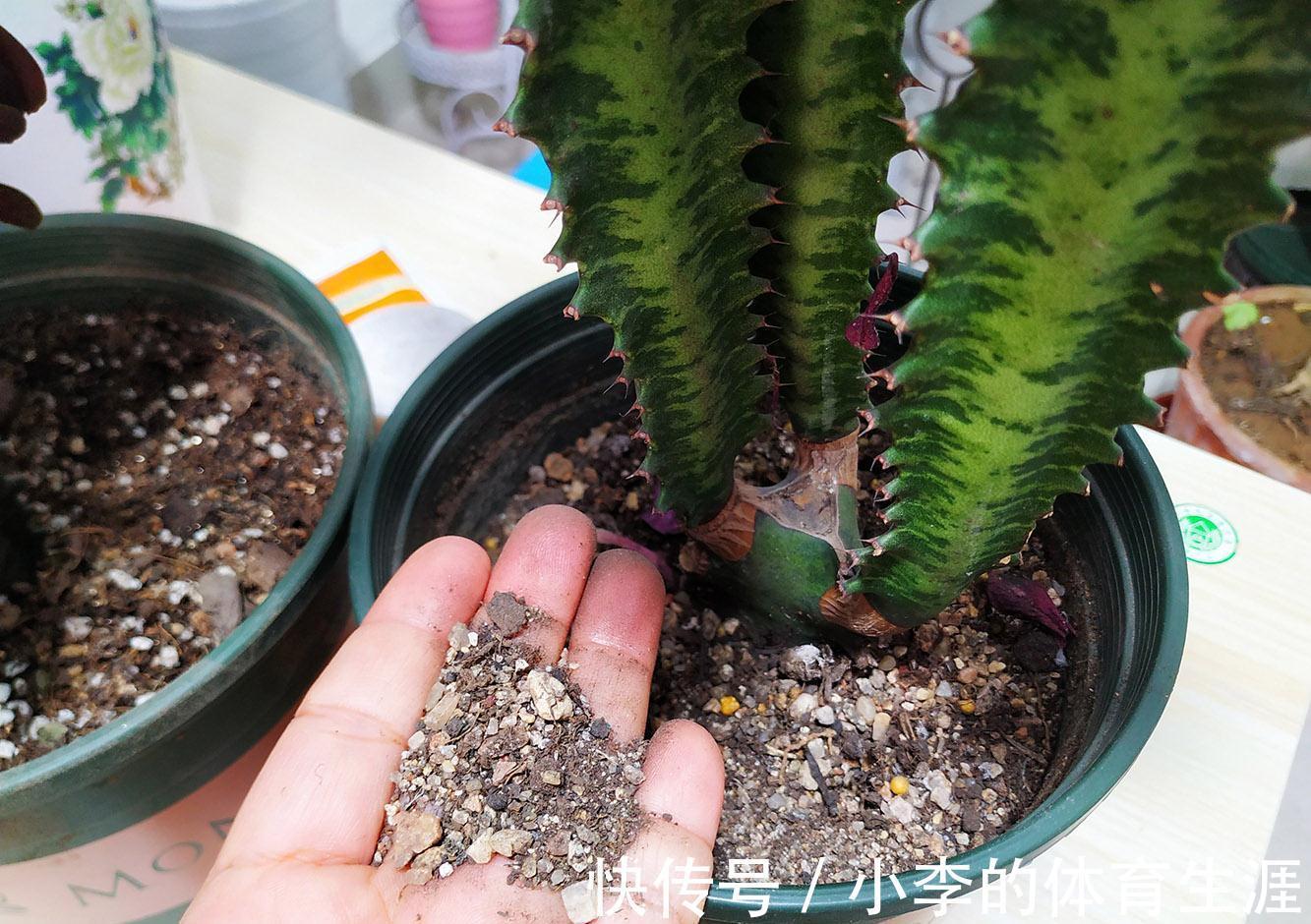 龙骨|9种花好养又吉祥,却是“穷苦命”,小盆少水多晒晒,反而长得旺