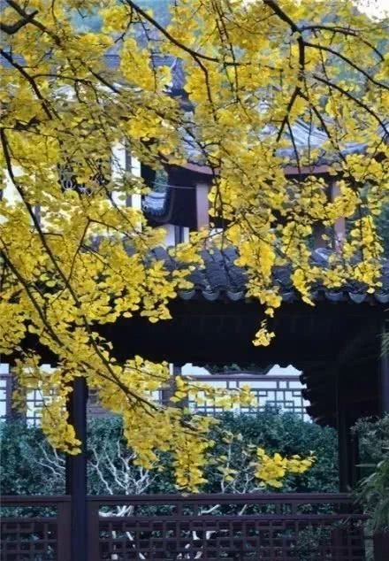 文学|藏在诗词里的文学典故，美到心醉