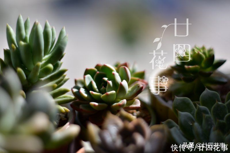 秋天|处暑过后，给多肉植物做件事，让它在秋天心无旁驽，专心变美