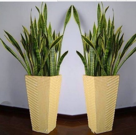 把这3种绿植盆栽养在卫生间，漂亮适阴湿，关键是特别能除异味！