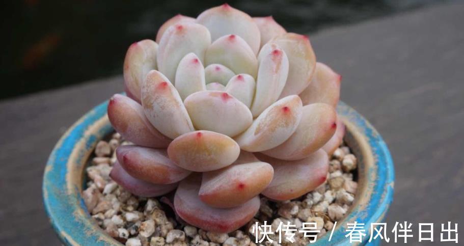 叶子|夏季天热,多肉易黑腐化水?别着急,学会这些问题统统能搞定