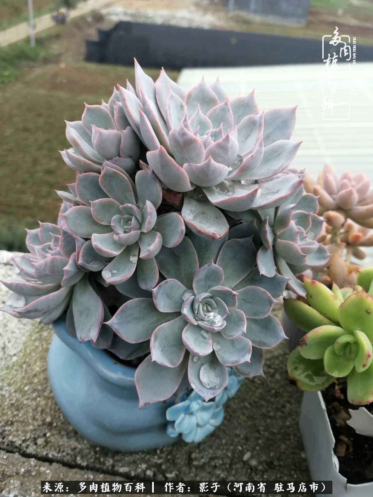 阳台上|被风雨洗礼的多肉越来越漂亮了,忍不住又往坑里跳!