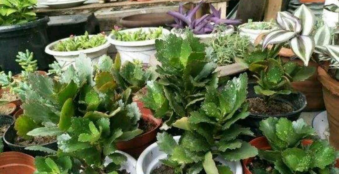 夏天|夏天偏爱长寿花,花开满园需要这样做