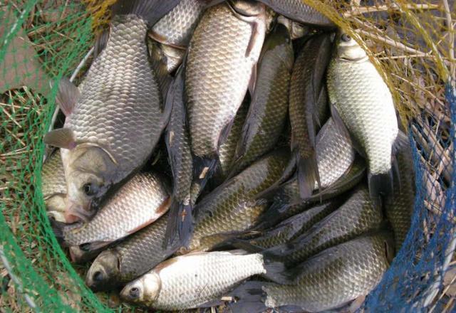 大蒜钓鱼试过吗教你三个小妙招,三分钟聚鱼,一袋烟功夫钓满箱