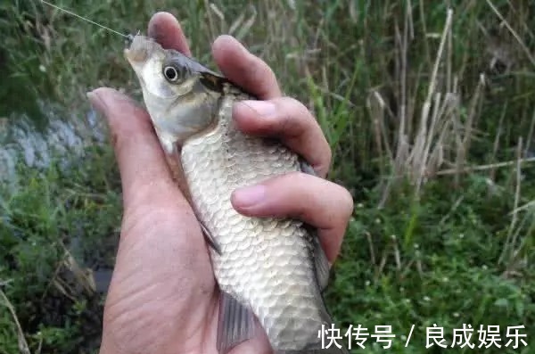 蘸饵|天气越来越冷,用蚯蚓钓鱼,多一个小步骤事半功倍