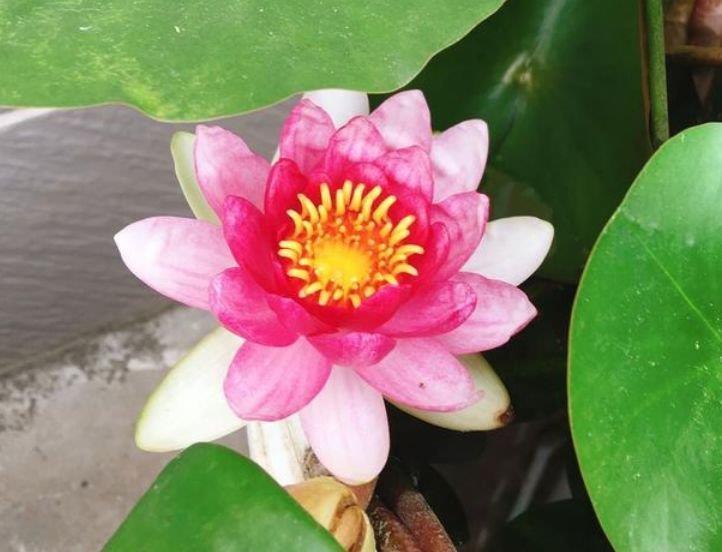 绣球花|这几款植物养在家里,花期长易打理,惊艳如花球,美翻了