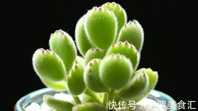呆萌多肉植物小盆栽,看看你认识几个生活充满小情趣