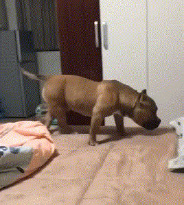 |搞笑GIF：今天是我大喜的日子 但感觉一点都不开心