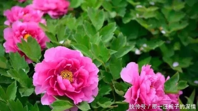 【满城花开，只待君来】洛阳牡丹花开已成海，你来吗？