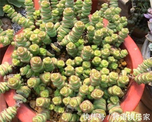 多肉钱串子不好养教你3个养护钱串子的妙招,轻松爆盆又美观