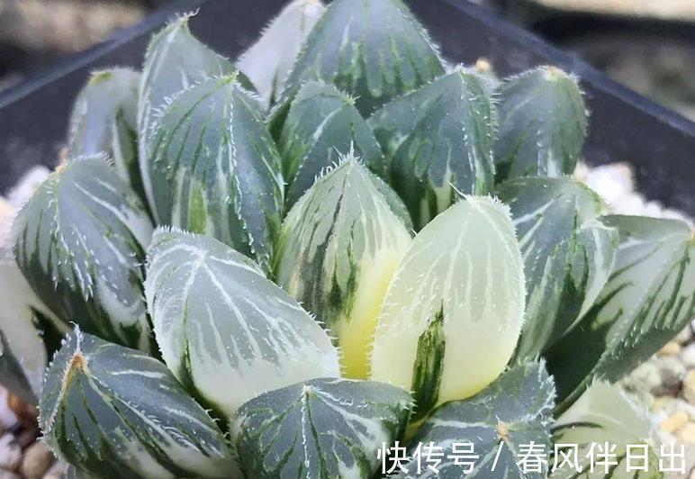 玉露|多肉植物玉露换盆、上盆、服盆要事