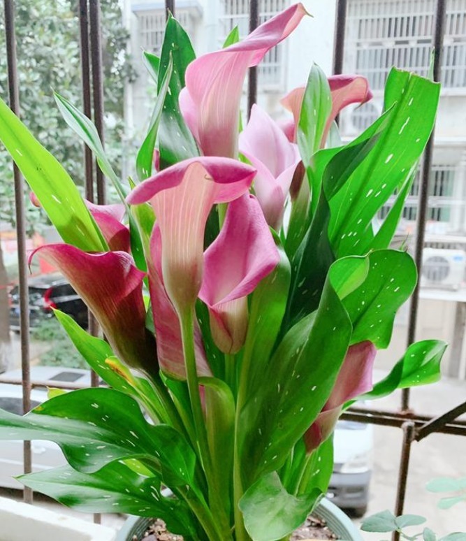 夏天养此款花卉,一次开花100朵,只见花不见叶,人见人爱!