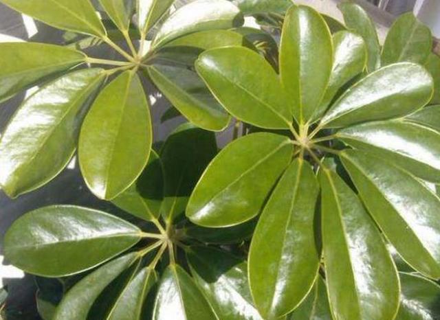 花叶子太脏了，哪哪都是灰，学会此招，养一屋子都不愁