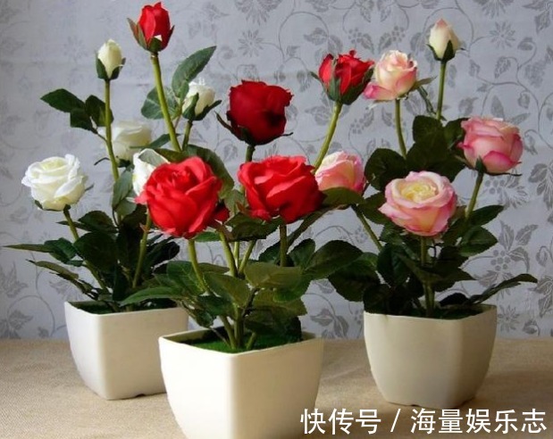 “5种花”最适合女生养,瘦身又美容,赏花还变美,养1盆真值!