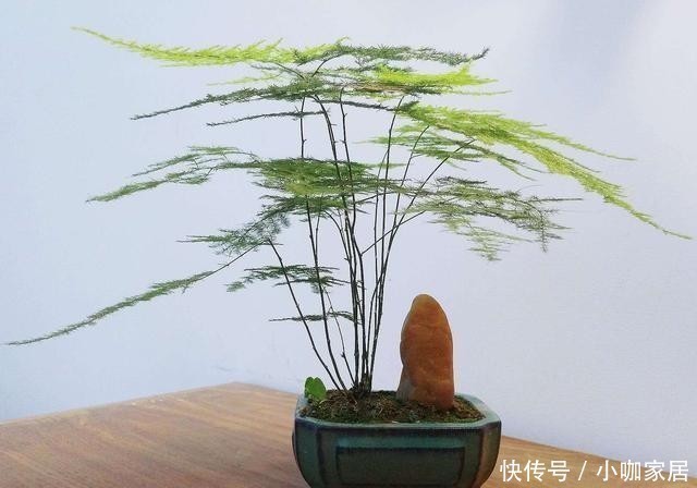 芦荟|家里万万要养这几种植物，对家人身体健康有益，有钱人一早就明白