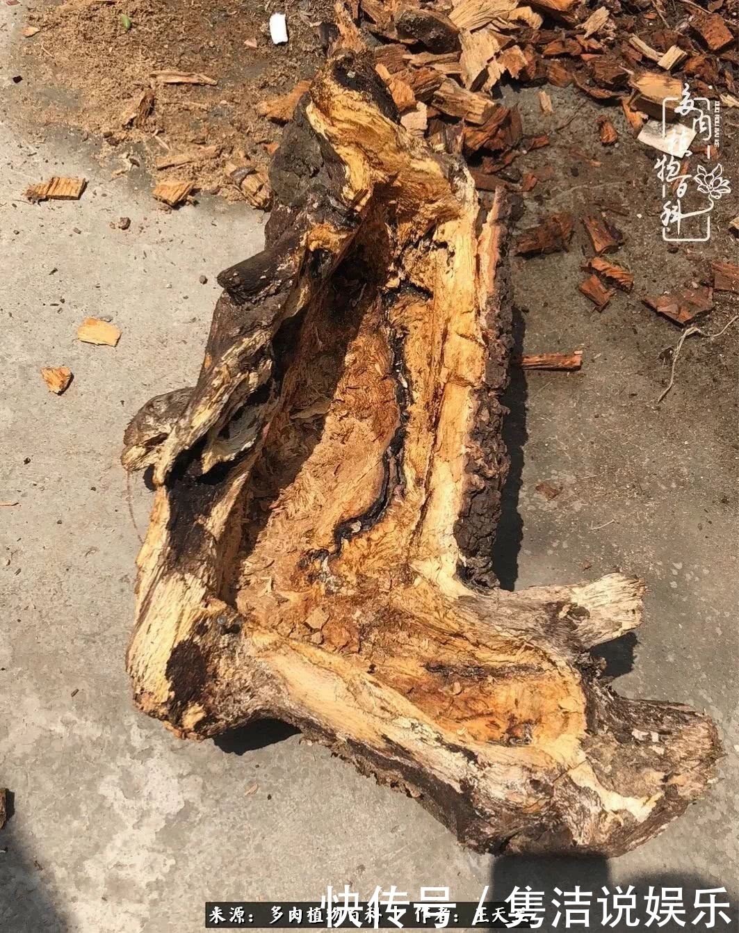 多肉遇上枯木木花盆，姑娘自己造！