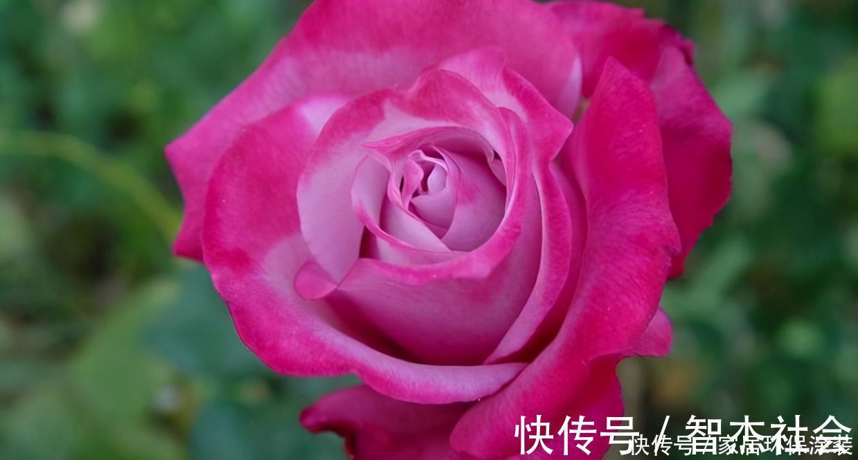 20款紫色月季品种。浓香、抗病非常好养,天然紫色唯美盛开