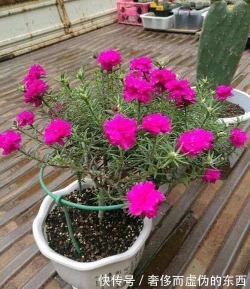 一年生|5年,把“太阳花”养成一棵“小花树”,年年花开不断