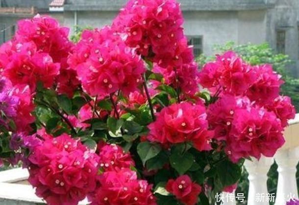 3种花,都是开花小能手,养在家里繁花似锦,清新脱俗,懒人最爱