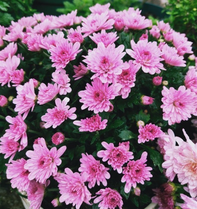 世界上品种最多的植物,没有之一,光路边就有20多种!