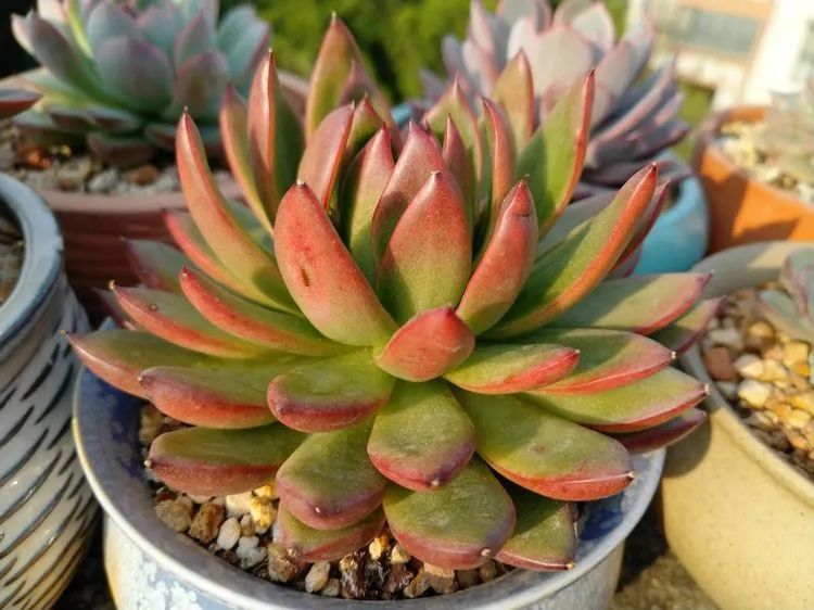 养肉三年，分享养肉经验，谈谈适合逆开挂区的多肉！