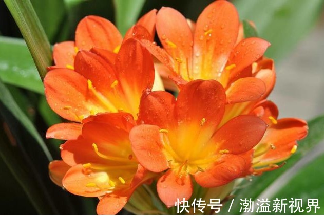 土壤|养君子兰，学会关键1招，叶片油绿，花开不停，一次开花几十朵！