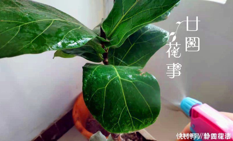 室内养花,喷上4种“水”,叶子油亮不发黄,冬天也生机勃勃