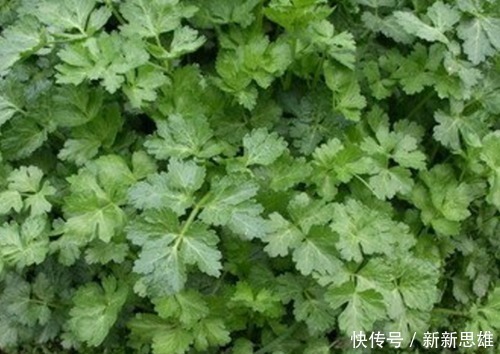 此物全身都是寶，特別是葉子，拿來泡水喝，助睡眠，清理血管毒素