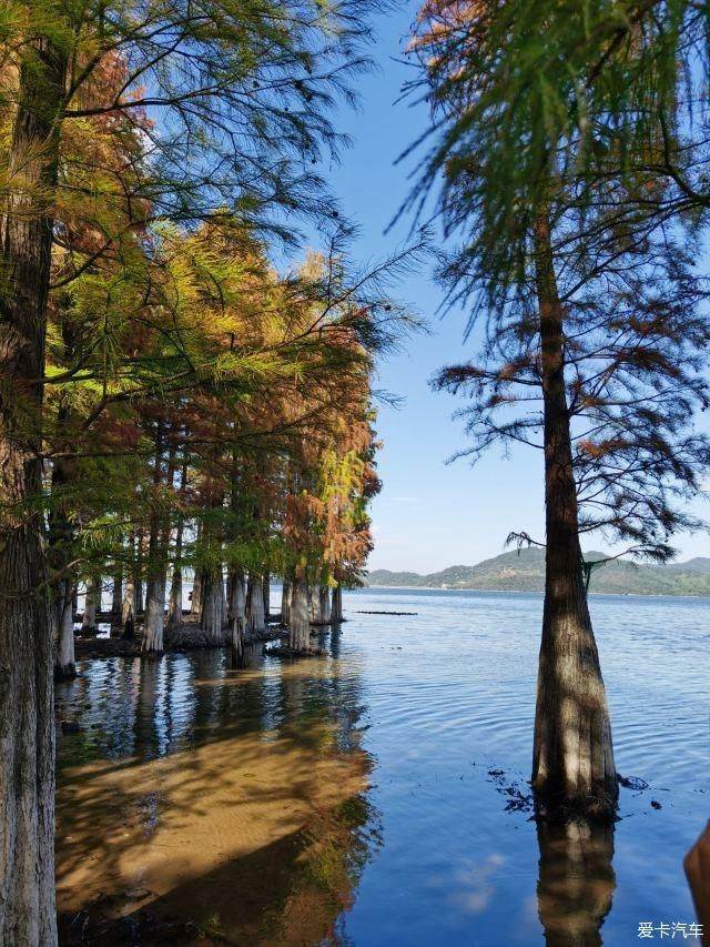 湿地|四明湖水杉湿地自驾游