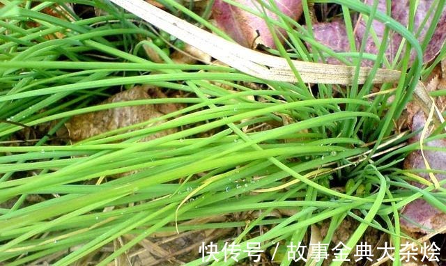 鳞茎|悄悄告诉你它是最好的野菜之一,若见到别告诉别人,留着慢慢挖