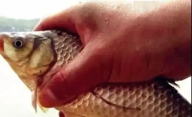 夏季垂钓如何聚鱼老钓友用这两款窝饵料,刚一下竿就有口