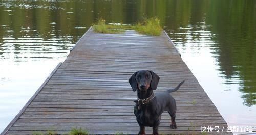 盘点 寿命长 的9种狗狗 吉娃娃上榜 有你家狗狗吗 天合乐学帮助家长发现孩子的更多可能 盘点 寿命长 的9种狗狗 吉娃娃上榜 有你家狗狗吗 天合乐学帮助家长发现孩子的更多可能