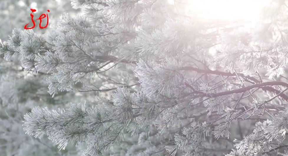 局地|初冬时节，我省迎来雾凇美景！还有一波又一波冷空气，即将到来