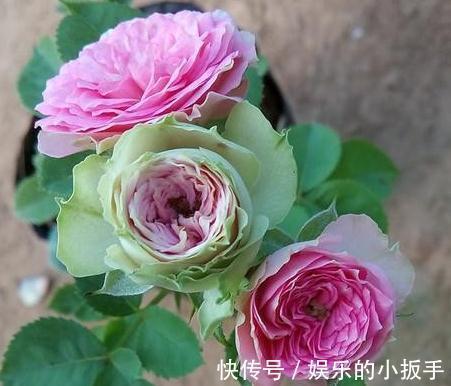 入冬后三角梅,月季,茉莉怎么养,学会这些技巧,叶片绿开花旺